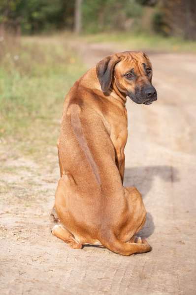 Родезийский риджбек в фото 3