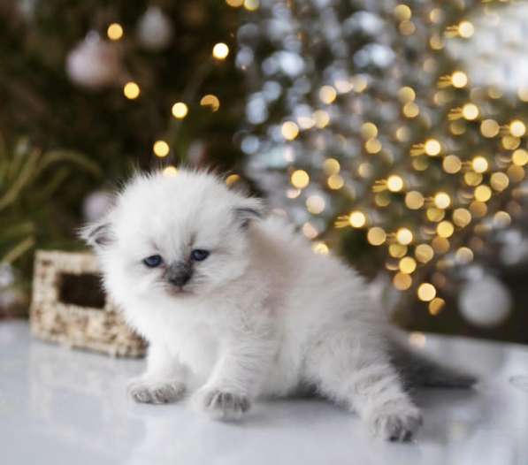 Милейшие девочки Рэгдолл в Санкт-Петербурге