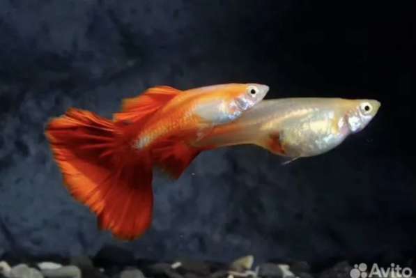 Аквариумные рыбки в Москве фото 8