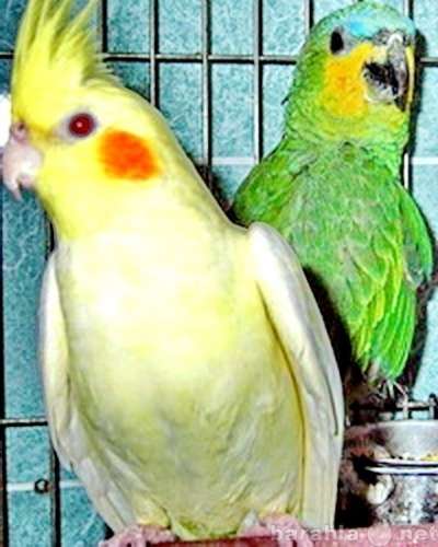 Волнистые попугаи, Неразлучники, Кореллы