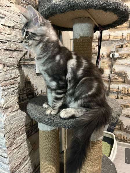 Котенок Мейн-кун с документами в Новосибирске фото 3