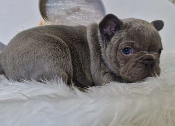 Французский бульдог в голубом окрасе в 