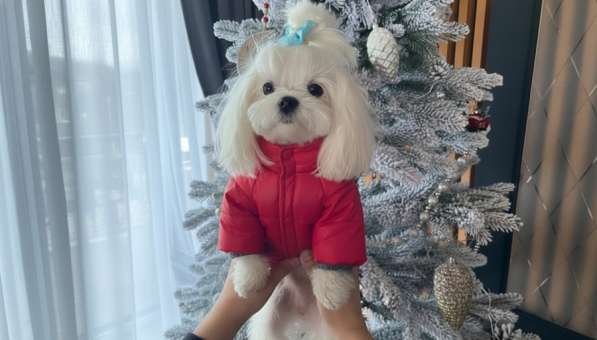 Щенки мальтезе в Горно-Алтайске фото 11