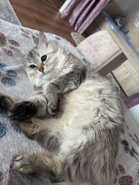 Кот в Стерлитамаке