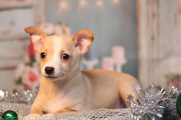 Щенки португальской поденгу в Москве