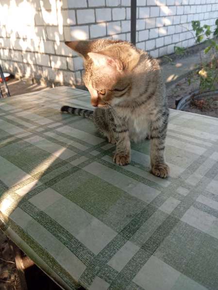 Котенок в дар в фото 3
