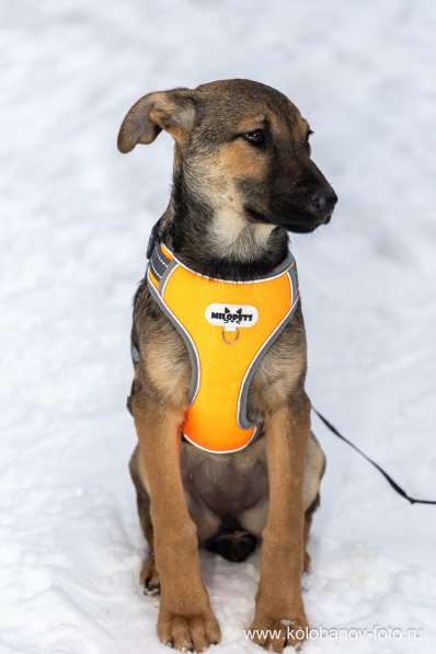 Ищем дом для маленькой Греты в Москве