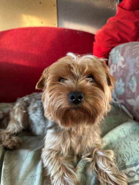 Продам терьера в Москве