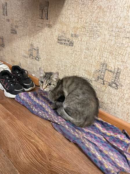 Бесплатно кошка