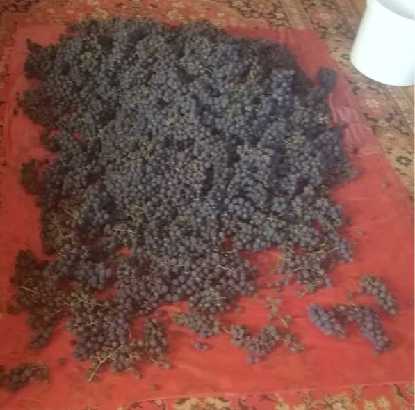 Саженцы винограда Южного Подмосковья в Чехове фото 5