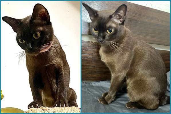 Котята европейской бурмы в Москве фото 3