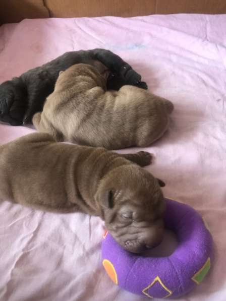 Продам щенков шарпая в Москве фото 4