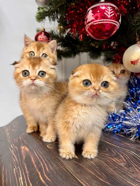 Британские котята купить в Краснодаре фото 7