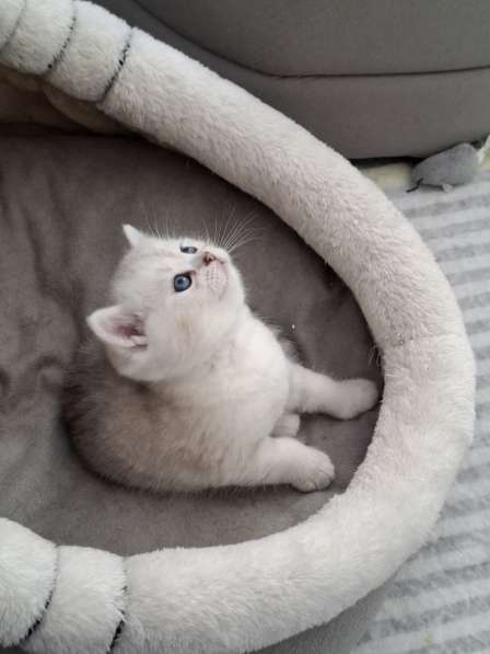 Британские котята в фото 6