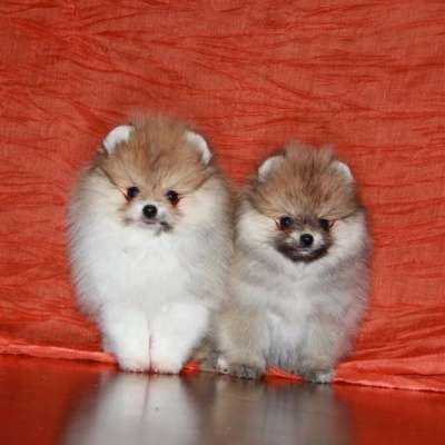 Бело-рыжую девочку шпица