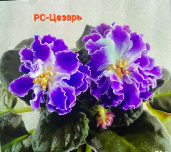 Сортовые фиалки в Майкопе фото 8