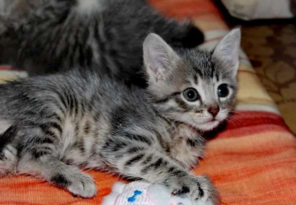 Котята тигрята бесплатно в Орехово-Зуево фото 5
