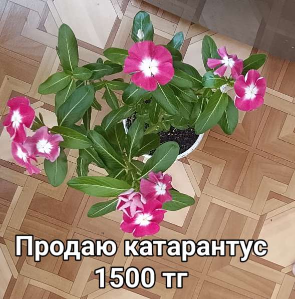 Катарантусы разных расцветок продаю в фото 21