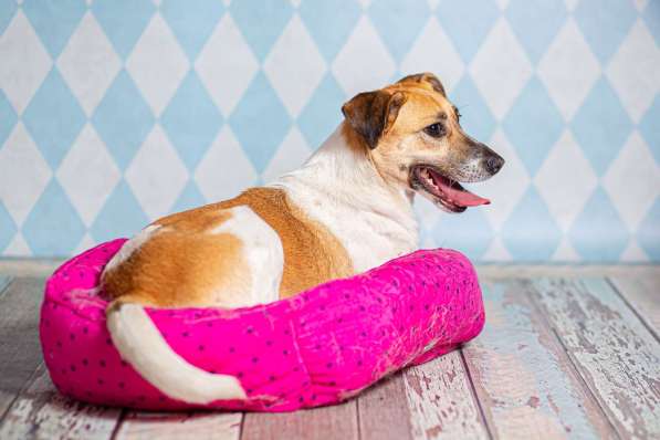 Метис джек-рассел-терьера Герда в дар в Москве фото 3