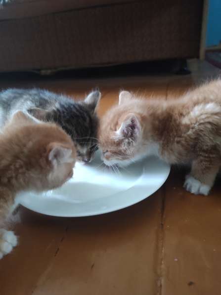 Здравствуйте. Срочно!!! Котята даром в фото 5