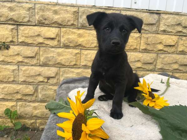 Маленький хорошенький щенок в Санкт-Петербурге фото 8