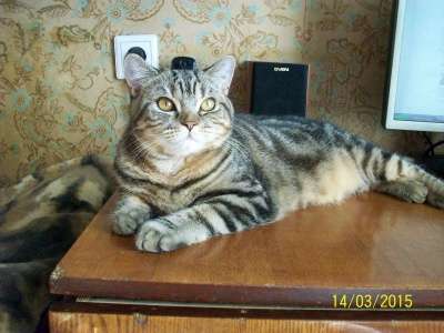 Чистокровный британский котик в Санкт-Петербурге фото 4