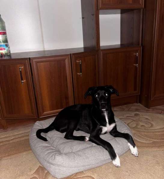 Щенок в добрые руки в Рязани