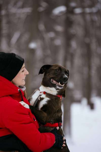 Собака в добрые руки в Москве фото 3