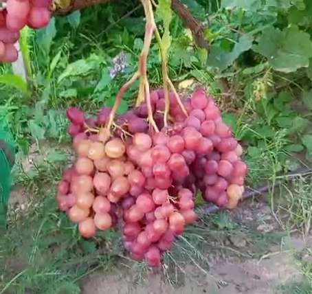 Саженцы винограда Южного Подмосковья в Чехове фото 11