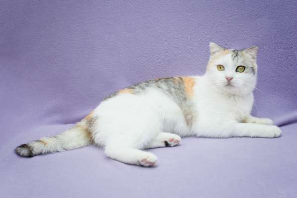 Шотландская вислоухая трехцветная кошечка Клео в дар в Москве фото 4