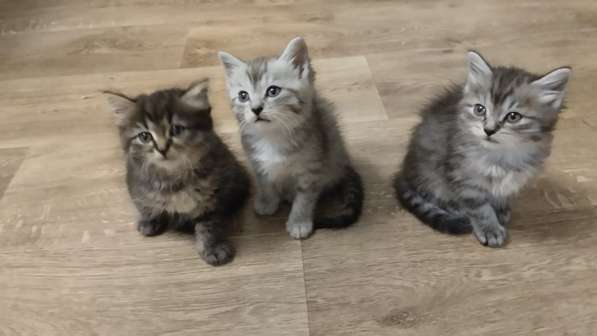 Отдам котят в Находке