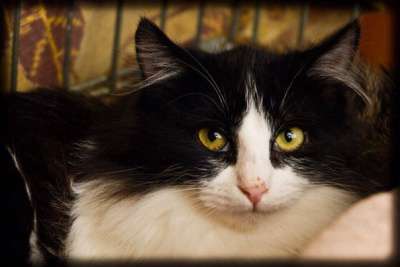 Отдам даром Ждет чудес пушистая малышка Фиста в Санкт-Петербурге