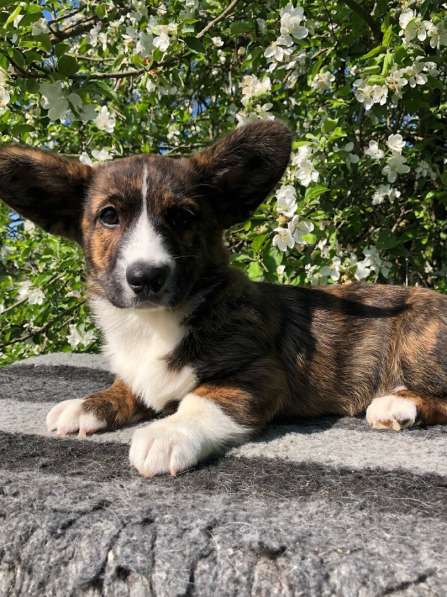 Щенки вельш корги кардиган в Санкт-Петербурге фото 4