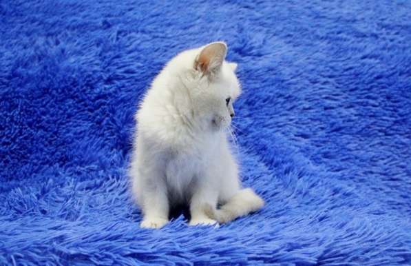 Котята британской короткошерстной породы драгоценных окрасов в Новосибирске фото 9