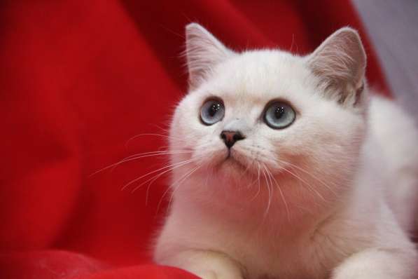 Британские котята серебристая шиншилла в Новосибирске фото 3