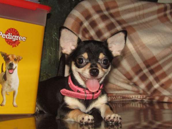 Чихуахуа гш девочка