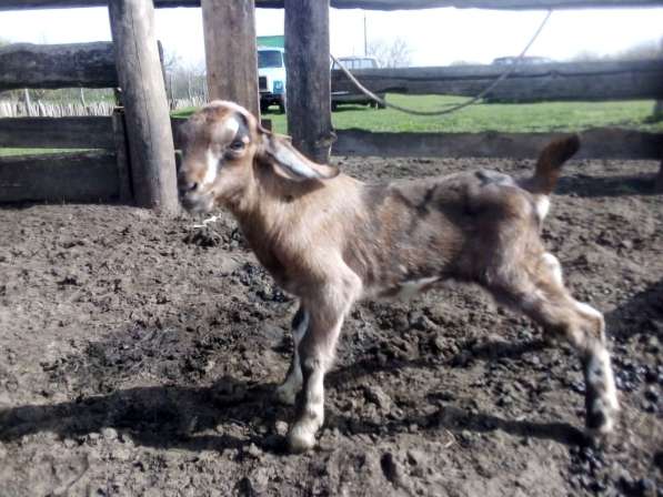 Англо-нубийские козлята в Краснодаре фото 6