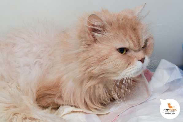 Вы запомните Тома на всю жизнь в Москве