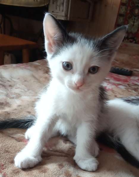 Котик, г. Томск в Томске фото 4