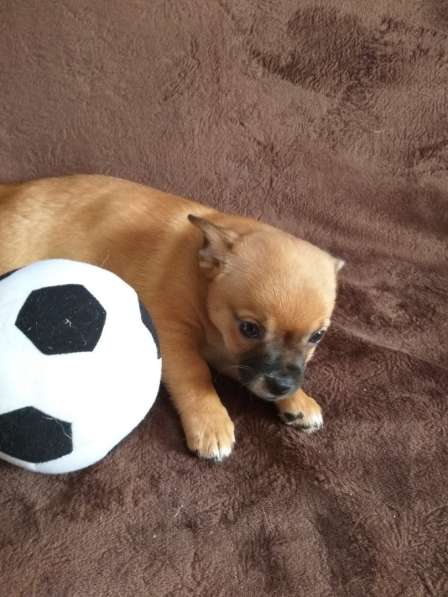 Собаки в Санкт-Петербурге фото 6