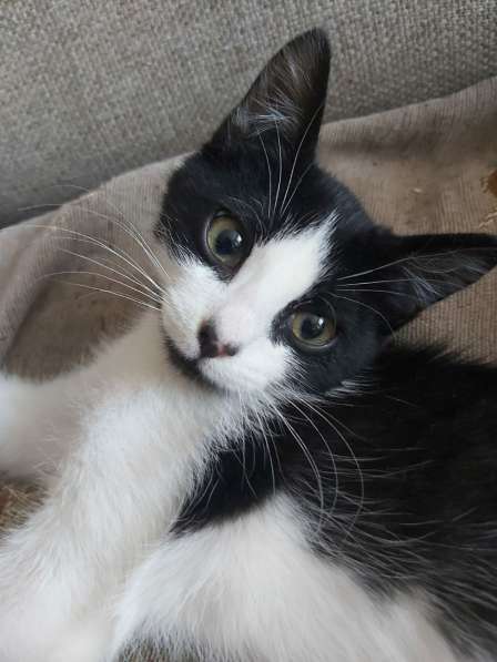 Котята Алмазик и Топазик ищут дом! в Москве фото 14