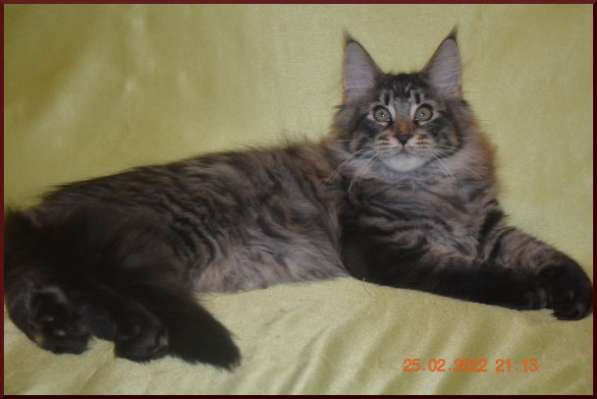 Роскошный черный котик мейн-кун из питомника в Астрахани фото 92