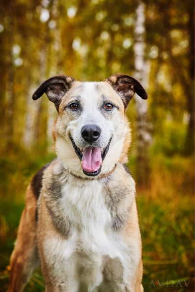 Молодой энергичный Майор ищет семью в Москве фото 16