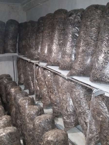 Продам готовые грибные блоки вешенки в Нижнегорском фото 3