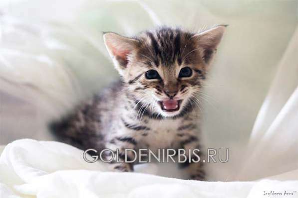 Котята Саванна