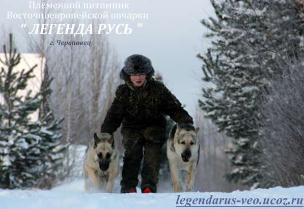 Щенков, собак породы восточноевропейская овчарка в Москве фото 18
