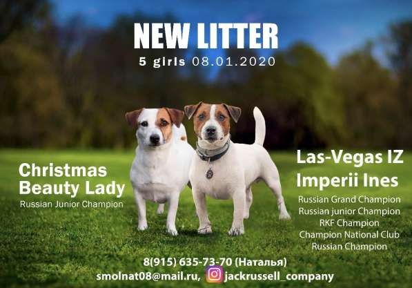 Щенки Джек Рассел терьер от титулованных родителей в Смоленске фото 7