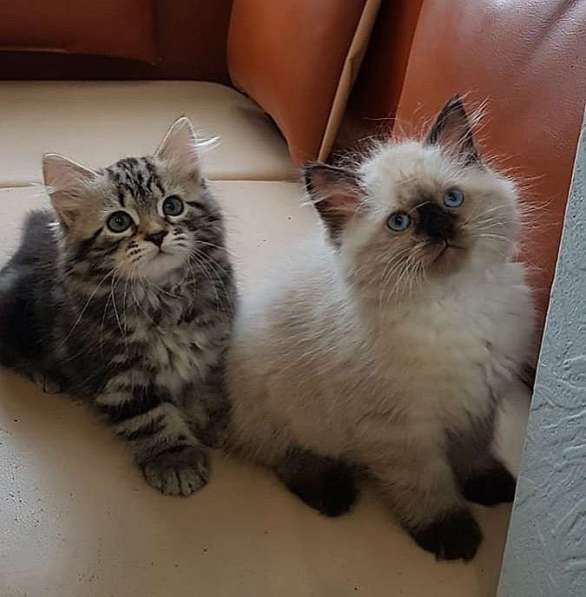 СИБИРСКИЕ МАЛЫШИ ПУШИСТИКИ в Москве фото 13