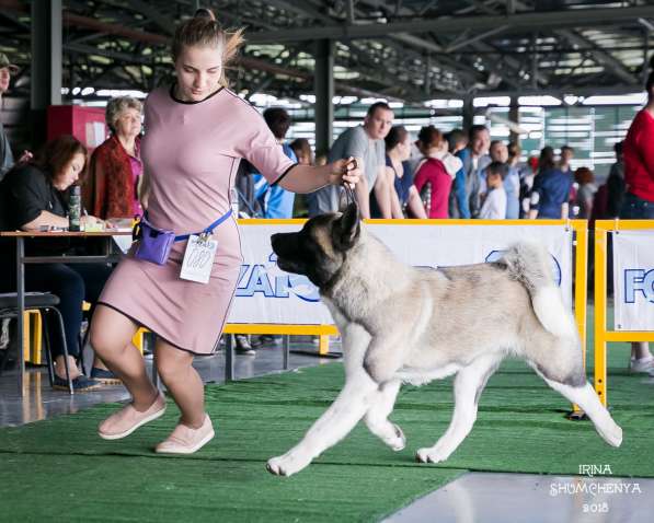 Щенки АМЕРИКАНСКОЙ АКИТЫ в фото 3
