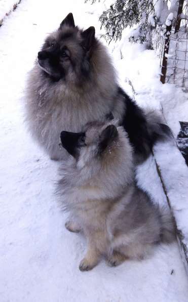 Кеесхонд /вольфшпиц. Щенки в Ростове-на-Дону фото 13